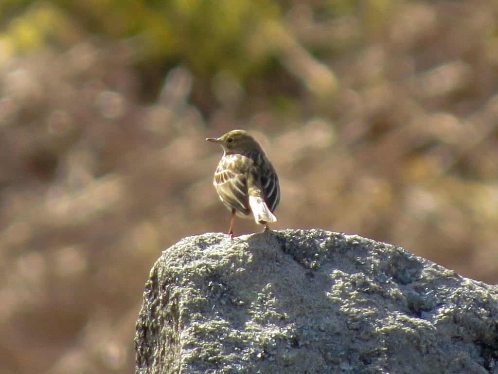 Meadow pipit on a rock