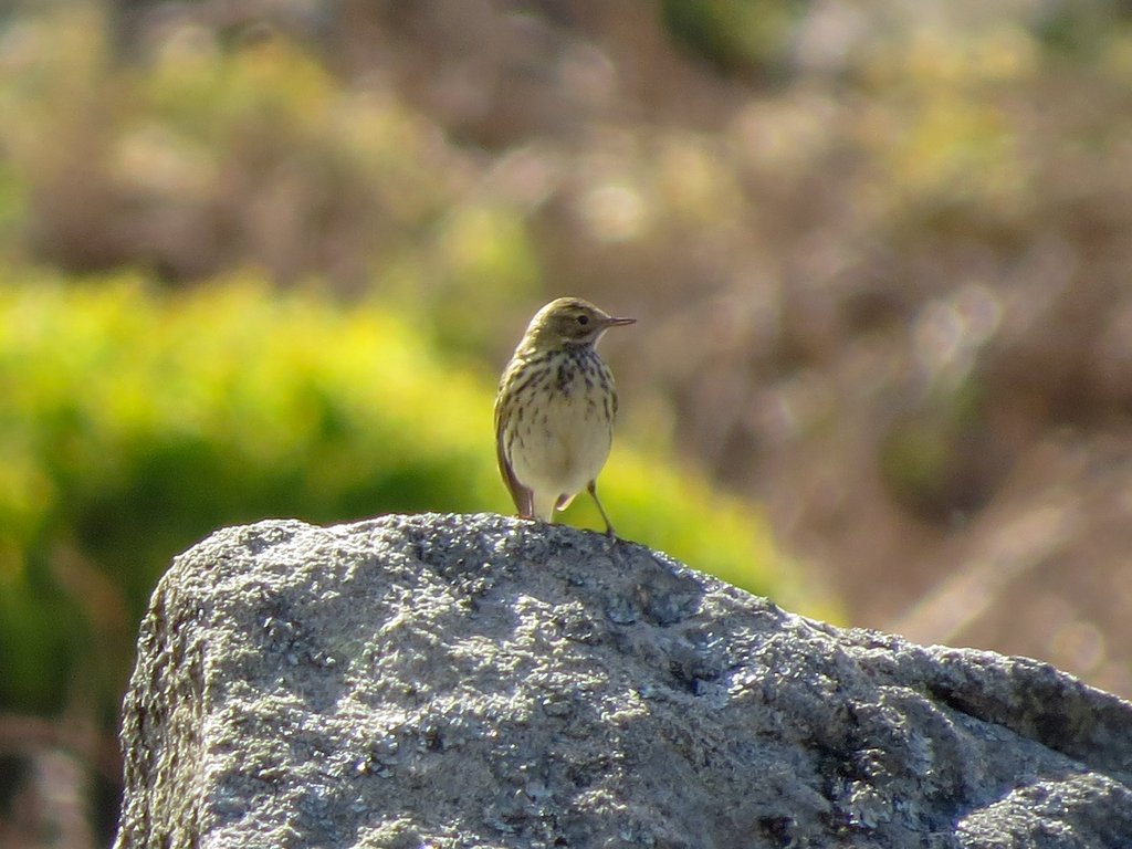 Meadow pipit 2