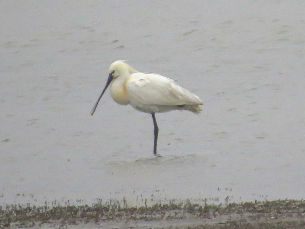 Spoonbill (not asleep for once)