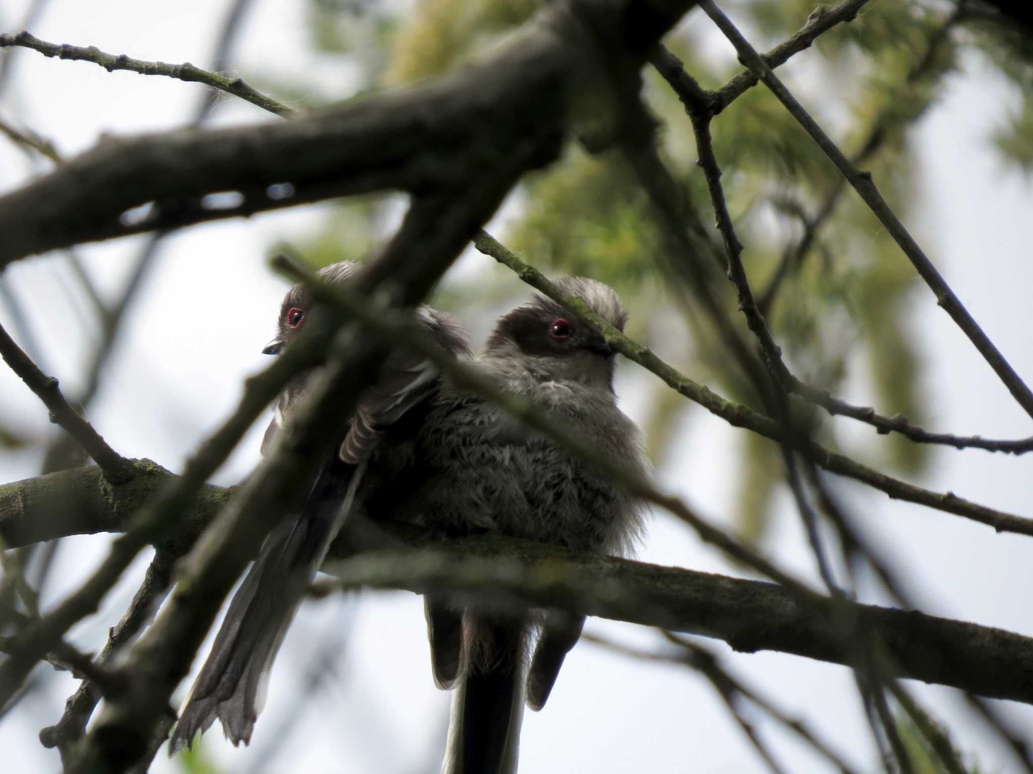 Young long tailed tits