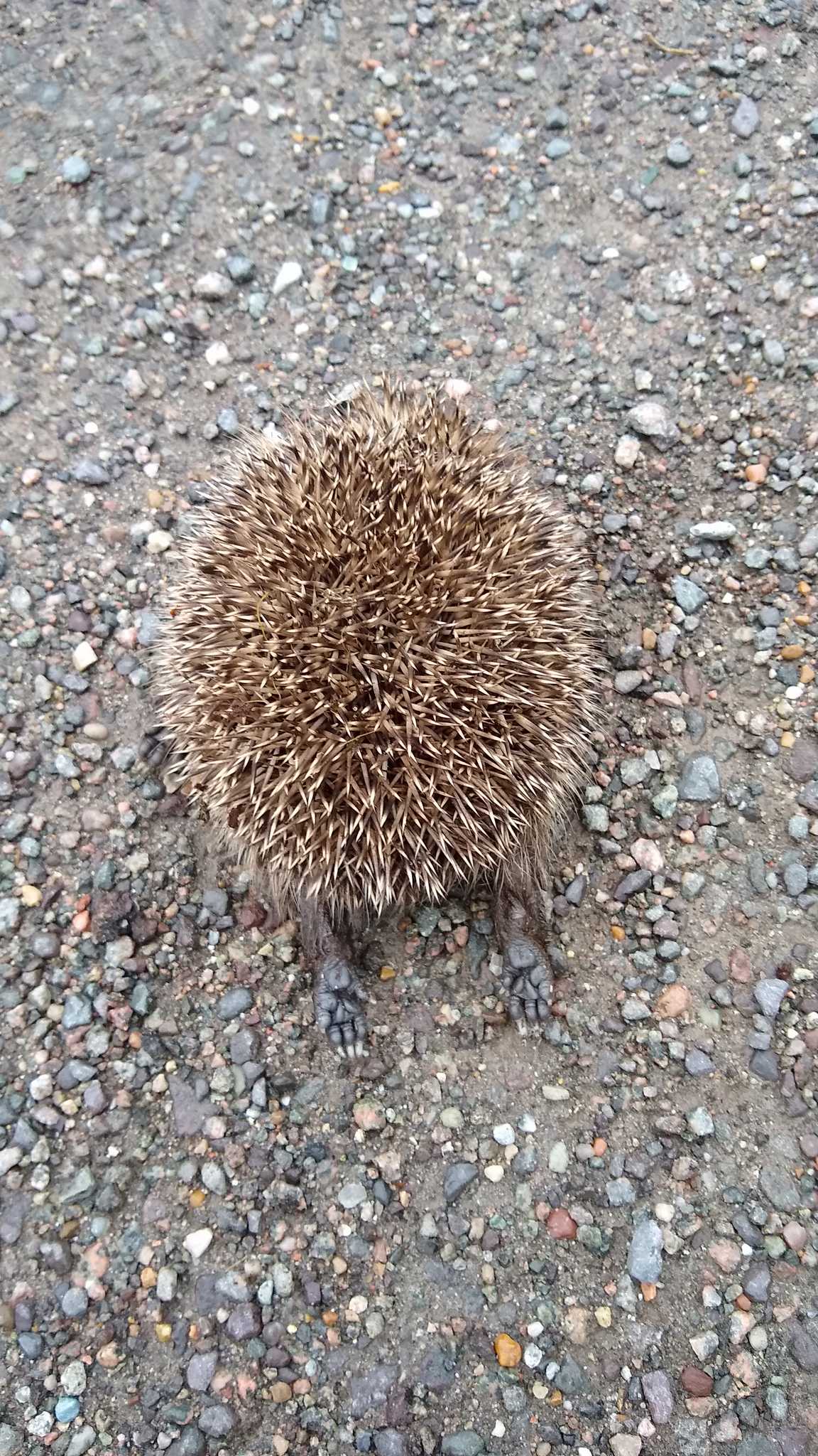 Hedgehog (rear)