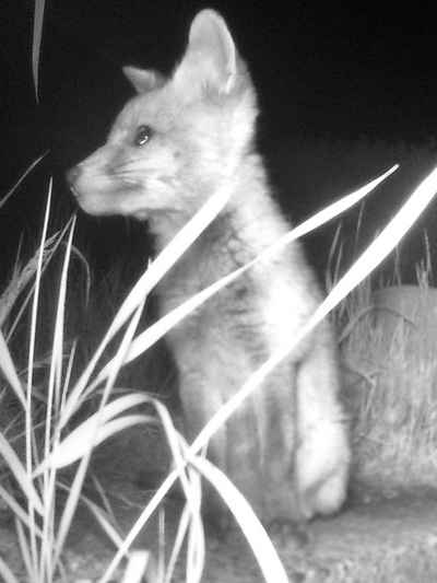 A fox cub at night