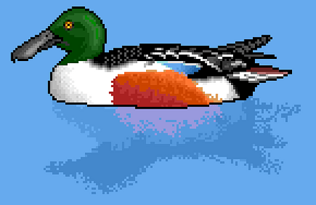 A duck swimming on the surface of the water